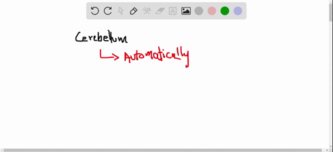 describe-the-role-of-the-cerebellum-in-maintaining-smooth-coordinated-skeletal-muscle-activity