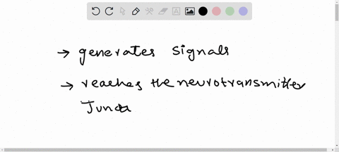 how-does-a-somatic-motor-neuron-stimulate-a-muscle-fiber-to-contract