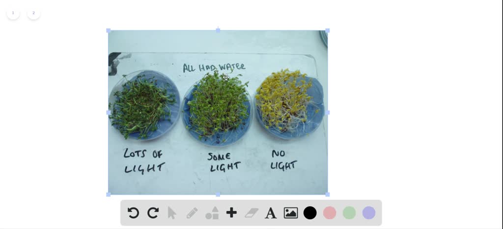 Why Can Corn Seeds Germinate In Total Darkness
