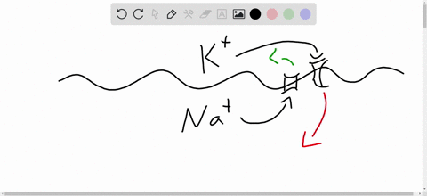 the-response-of-the-postsynaptic-cell-is-determined-by-a-the-type-of-neurotransmitter-released-at-th