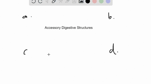 which-of-these-organs-is-not-considered-an-accessory-digestive-structure-a-mouth-b-salivary-glands-c