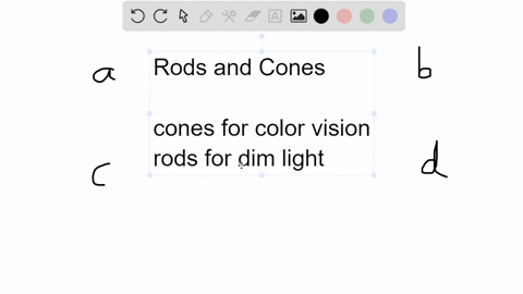 which-of-the-following-correctly-describes-the-distribution-of-rods-and-cones-in-the-retina-a-rods-a