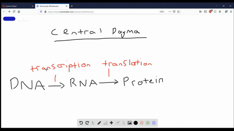 a-chromosome-contains-many-genes-that-are-transcribed-into-different-________-a-proteins-b-polypepti