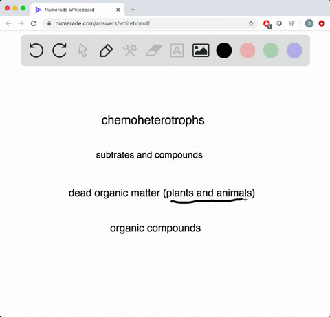 bacteria-that-serve-as-decomposers-are-______-a-photoautotrophs-b-photoheterotrophs-c-chemoautotroph