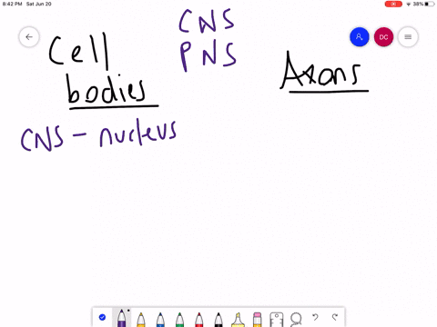 which-term-describes-a-bundle-of-axons-in-the-peripheral-nervous-system-a-nucleus-b-ganglion-c-tract