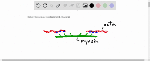 describe-four-muscle-proteins-and-their-functions-2