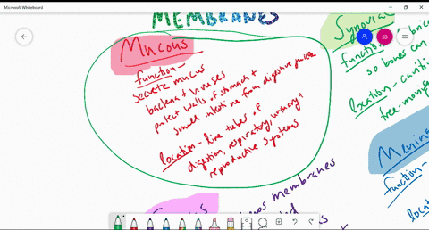 list-the-types-of-membranes-found-in-the-body-their-functions-and-their-locations-page-84