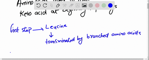 shows-the-pathway-for-the-degradation-of-branched-chain-amino-acids-and-the-site-of-the-biochemical-