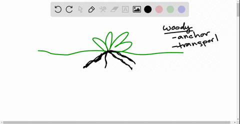 which-of-the-following-would-not-be-seen-in-a-cross-section-through-the-woody-part-of-a-root-a-scl-2