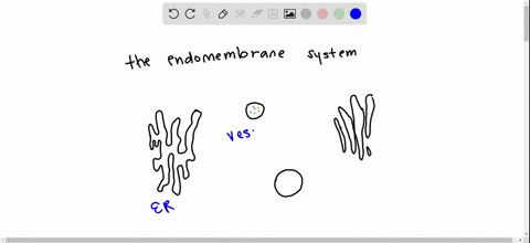 which-of-the-following-organelles-is-not-part-of-the-endomembrane-system-a-endoplasmic-reticulum-b-g