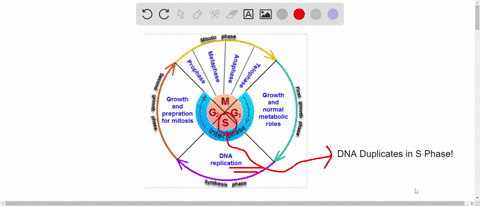 chromosomes-are-duplicated-during-what-portion-of-the-cell-cycle-a-g1-phase-b-s-phase-c-prophase-d-p