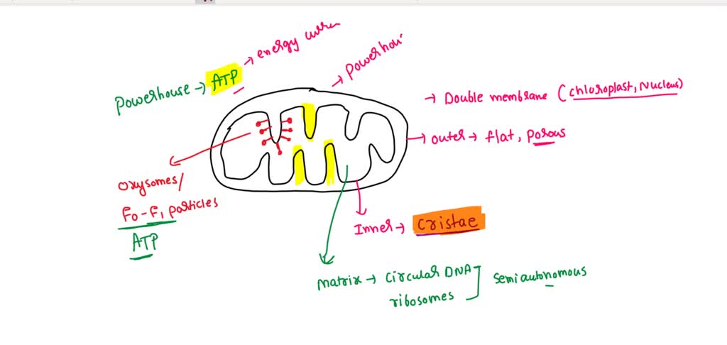 solved-is-known-as-the-energy-currency-of-the-cell