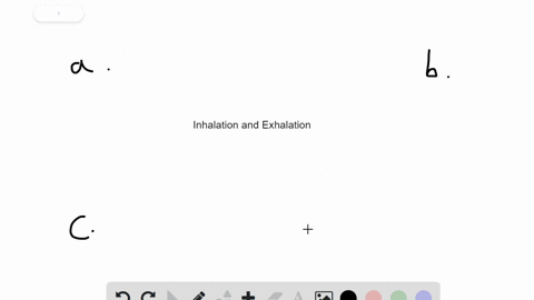 when-you-breathe-quietly-inhalation-is-______-and-exhalation-is-_________-a-passive-passive-b-active