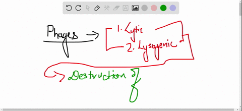 briefly-describe-the-differences-between-the-lytic-cycle-of-virulent-phages-and-the-lysogenic-cycl-2