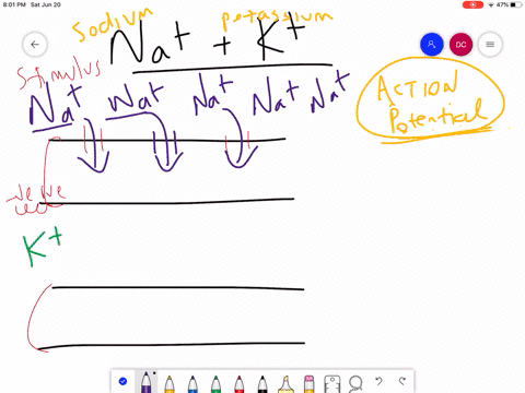 what-happens-across-the-membrane-of-an-electrically-active-cell-is-a-dynamic-process-that-is-hard-to