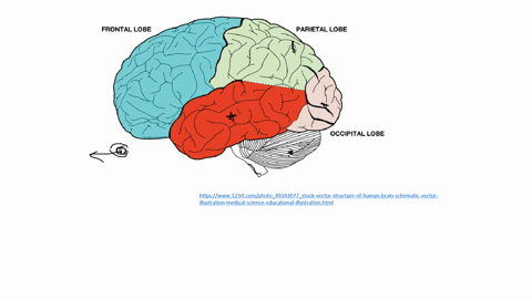 the-______-lobe-is-to-hearing-as-the-occipital-lobe-is-to-vision-a-frontal-b-temporal-c-parietal-d-2
