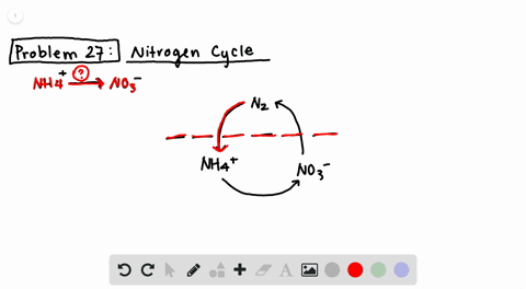 choose-from-the-terms-below-about-the-nitrogen-cycle-a-nitrogen-fixing-bacteria-b-denitrifying-bac-2