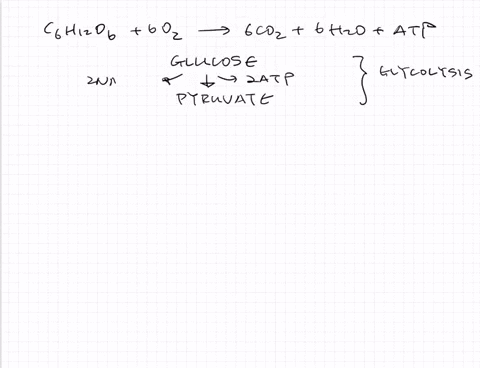 which-of-the-following-processes-is-are-required-for-the-complete-oxidation-of-glucose-a-the-krebs-c