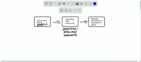 what-types-of-proteins-bind-to-promoter-proximal-elements-a-the-basal-transcription-complex-b-the-ba