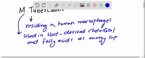 mycobacterium-tuberculosis-is-an-intracellular-bacterium-that-causes-tuberculosis-the-m-tuberculosis