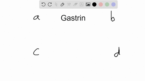 the-arrival-of-food-into-the-stomach-stimulates-the-release-of-gastrin-what-is-the-function-of-gastr