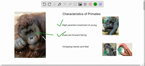 which-of-the-following-is-not-characteristic-of-primates-a-high-parental-investment-in-a-small-numbe