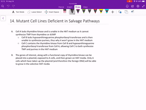 mutant-cells-unable-to-synthesize-nucleotides-by-salvage-pathways-are-very-useful-tools-in-molecular