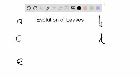 which-of-the-following-is-not-generally-thought-to-be-accurate-with-respect-to-the-evolution-of-leav