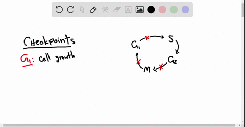describe-the-general-conditions-that-must-be-met-at-each-of-the-three-main-cell-cycle-checkpoints
