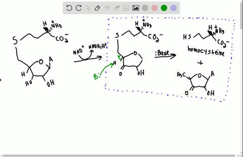 metabolism-of-s-adenosylhomocysteine-section-116-involves-the-following-sequence-propose-a-mechanism