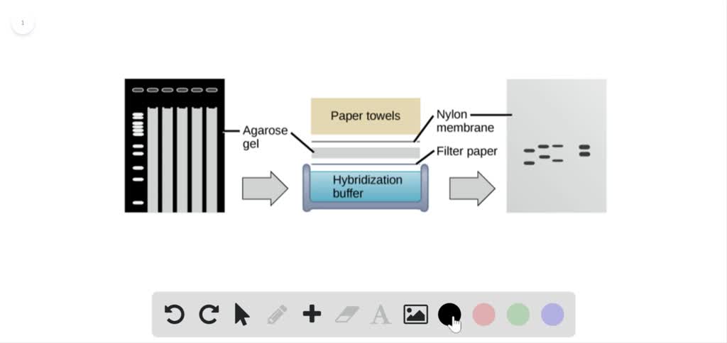 Explain The Role Of Restriction Enzymes In Gel Electrophoresis