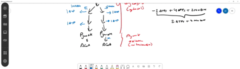 if-glucose-is-broken-down-through-aerobic-respiration-a-number-of-atp-can-be-made-from-the-energy-ex