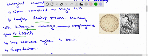 the-roundworm-c-elegans-has-proved-to-be-a-valuable-model-organism-for-studies-of-cell-birth-cell-as