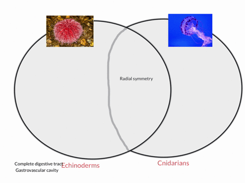 sea-urchins-have-radial-symmetry-explain-why-they-are-not-classified-as-cnidarians-2
