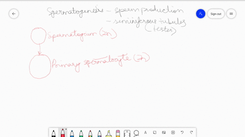 what-is-spermatogenesis-briefly-describe-the-process-of-spermatogenesis