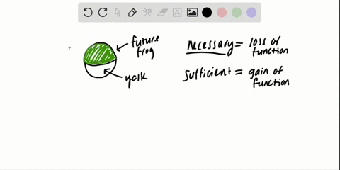 the-glycogen-synthase-kinase-3-gsk-3-inhibiting-protein-in-the-amphibian-egg-is-a-product-of-the-dis
