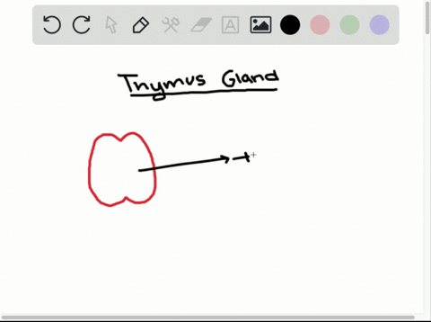 which-of-the-following-is-a-function-of-the-thymus-gland-a-production-of-red-blood-cells-b-secretion