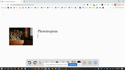 auxin-causes-a-shoot-to-bend-toward-light-by-a-causing-cells-to-shrink-on-the-dark-side-of-the-sho-2