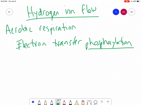 hydrogen-ion-flow-drives-atp-synthesis-during-_______________-a-glycolysis-b-the-citric-acid-cycle-c