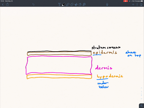 fill-in-the-blank-the-________-is-the-outermost-layer-of-the-epidermis