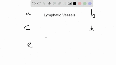 how-do-lymphatic-vessels-and-capillaries-differ-from-other-vessels-and-capillaries-in-the-circulat-2