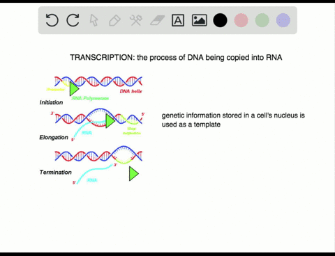 transcription-produces-_________-a-dna-molecules-b-rna-molecules-c-polypeptides-d-palindromes