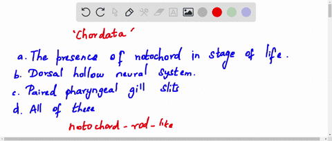 common-features-of-chordata-are-a-the-presence-of-notochord-in-any-stage-of-life-b-dorsal-hollow-neu