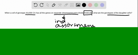 when-a-cell-of-genotype-a-a-b-b-c-c-having-all-the-genes-on-separate-chromosome-pairs-divides-mito-2