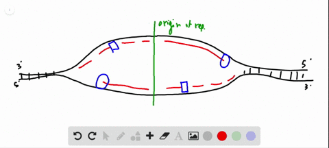 describe-the-process-of-dna-replication-the-ingredients-needed-the-steps-in-the-process-and-the-fi-2