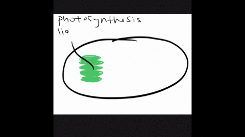 the-calvin-benon-cycle-starts-when-_________-a-light-is-available-b-carbon-dioxide-is-attached-to-ru