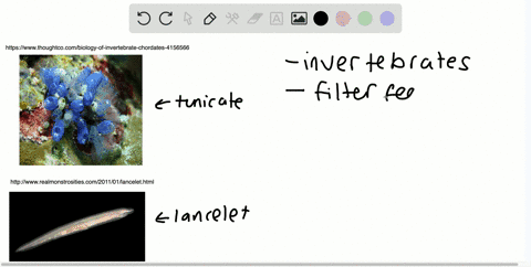 how-do-tunicates-and-lancelets-differ-from-fishes-and-tetrapods