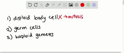which-of-the-following-cells-can-undergo-meiosis-a-the-diploid-body-cells-of-an-animal-b-cells-set-a