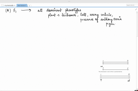 in-the-model-plant-arabidopsis-thaliana-the-following-alleles-were-used-in-a-cross-beginarrayllttext