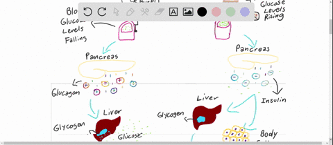 how-does-insulin-stimulate-glycogen-synthesis